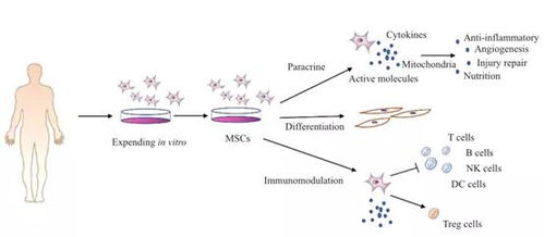 间充质干细胞经过体外培养后的功能变化