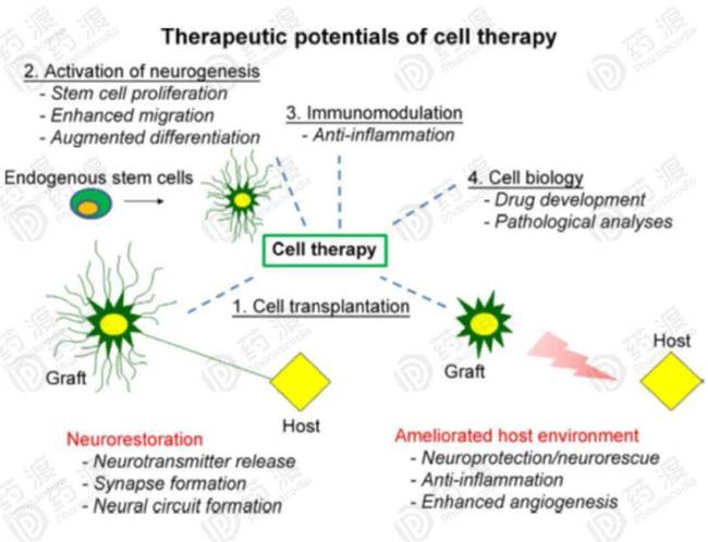 分泌血管生成因子,促进病变部位血管生成; 图2 干细胞和治疗神经性