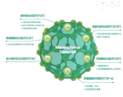 间充质干细胞注射 让根源性修护肌肤问题照进现实