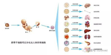 什么是人源干细胞