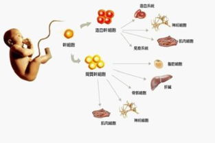 博雅干细胞库的博雅优势