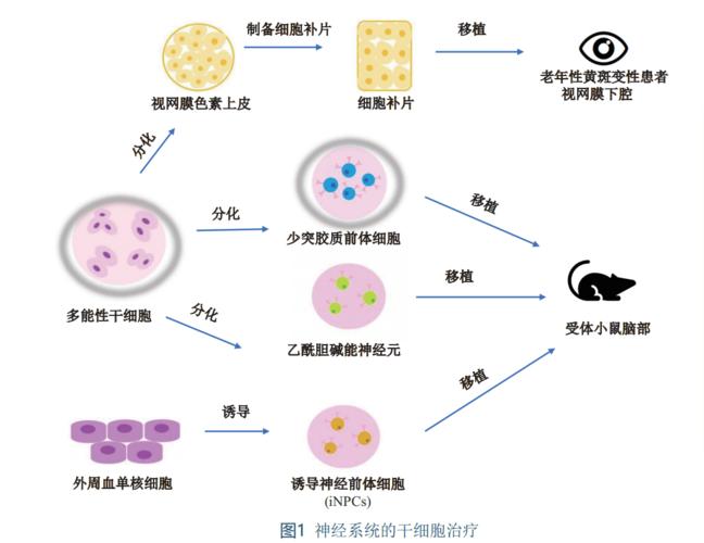 科普再生医学的种子干细胞治疗的前世今生