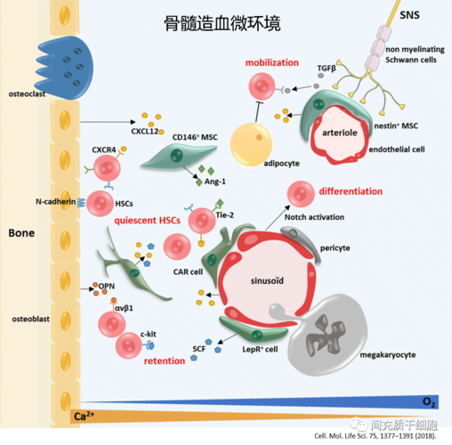 论点丨关于间充质干细胞是不是干细胞的思考