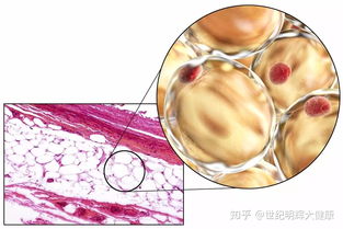 干细胞知识深度科普一览