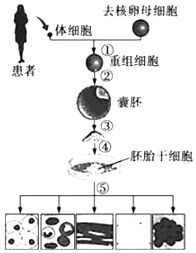 决定氨基酸①的密码子是 a.uggb.uuuc.aaad.gcg 题目和参考答案 青夏教育精英家教网
