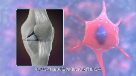 四川两代 80后 深钻干细胞课题 有望攻克卵巢早衰与骨关节炎等顽疾