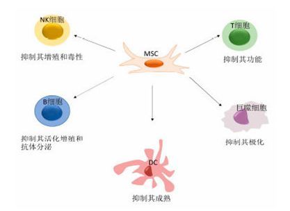 干细胞治疗系统性红斑狼疮