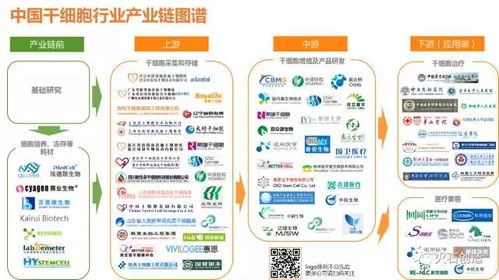 干细胞产业图谱 破晓 ,2020年市场将近1500亿元的国内干细胞产业如何