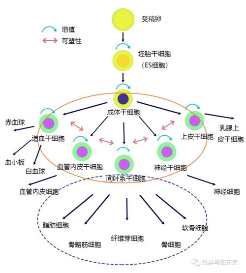 干细胞 prp 纤维芽傻傻分不清 看完这篇你就懂了