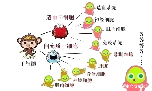 干细胞到底是个啥?