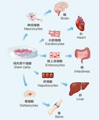 重磅,首个国产干细胞产品获批上市