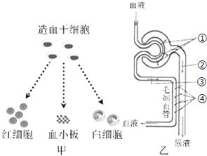 在科学学习中,许多知识涉及 ldquo 调节 rdquo 下列有关 ldquo 调节 rdquo 的说法中正确的有 ①瞳孔能调节进入眼睛的光量,光照增强瞳孔缩小是条件反射