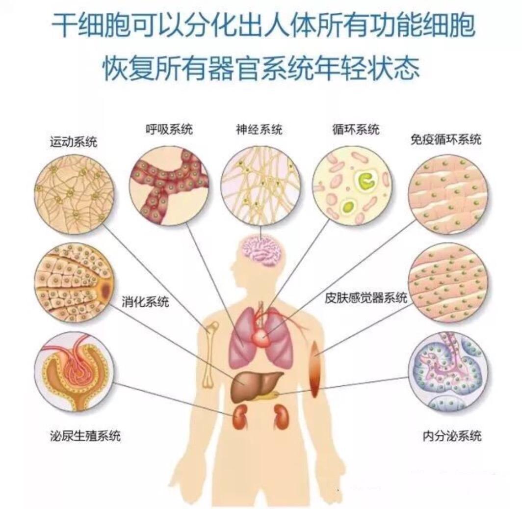 干细胞是什么"自我复制能力与向其他细胞分化的关系"