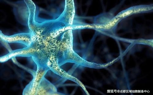 干细胞抗衰老 治疗疾病是因为有这五大功能