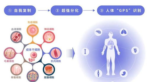 111个项目通过备案,间充质干细胞撑起我国临床研究半边天