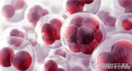 脂肪干细胞