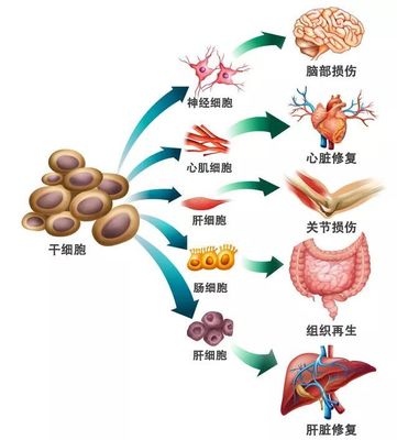 脐带、胎盘干细胞储存 --治疗疾病和对抗衰老的极佳手段