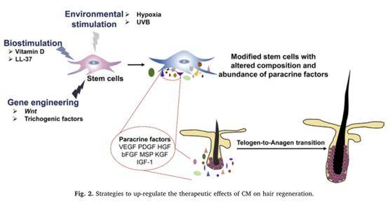 赛尔再生分享 cell 重大发现 研究发现免疫细胞和 秃顶 有着很大的关联