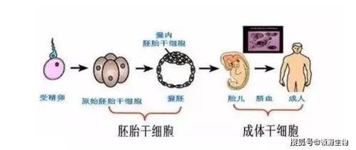 体内已经有干细胞,为什么还要补充干细胞