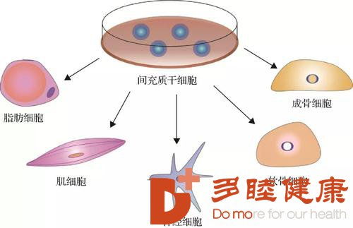 目前中国及日本干细胞技术的现状