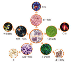 干细胞移植 ,上海干细胞,济南赛尔生物
