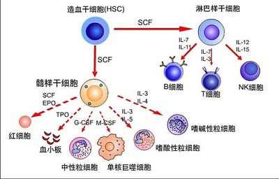 Sars结构蛋白表达株;293001B图片