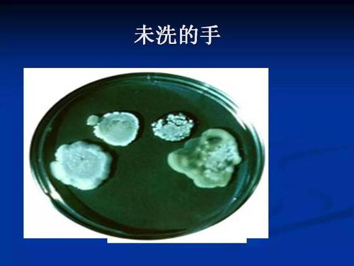 食品加工厂新工人入厂培训
