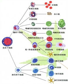 类胚胎干细胞和成体干细胞什么关系
