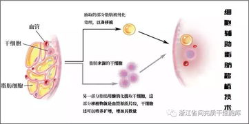 驻颜明星 脂肪干细胞