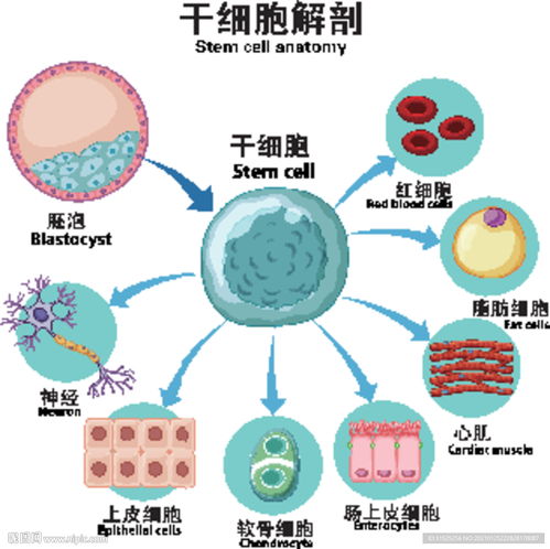 医学干细胞解剖图图片
