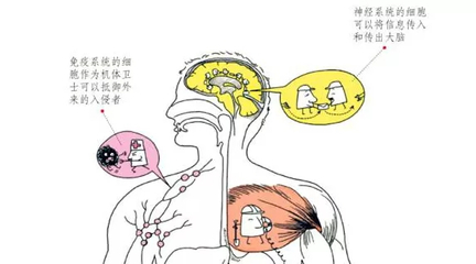 为什么干细胞那么火?因为它关系到你能不能健康活到120岁
