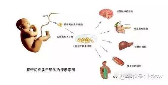免疫系统 干细胞 新陈代谢,疾病康复的铁三角