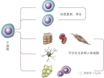 干细胞应用发展史