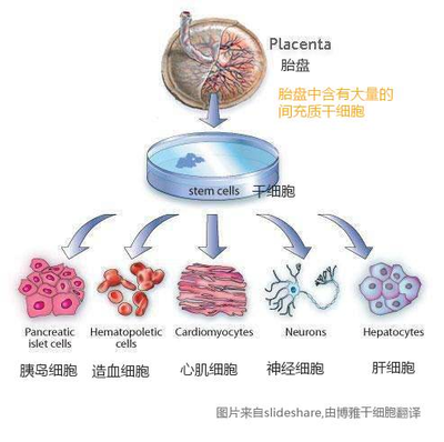 间充质干细胞:700多项临床试验引领医学新方向