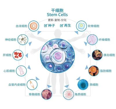 干细胞回输原来是这么一回事(快问快答)
