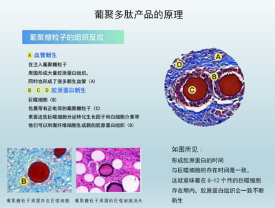 干细胞葡聚糖多肽源头工厂介绍
