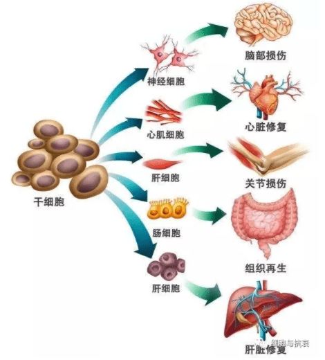 人人都在提干细胞抗衰老,干细胞对人体有多重要