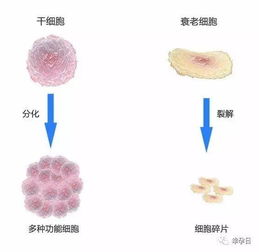 我师兄给自己注射了干细胞 救了自己